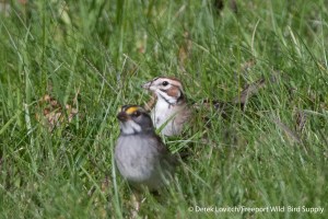 a -DSC_0007_LASP1,Monhegan,9-28-13