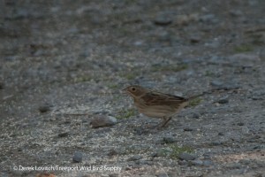 b -DICK1,Monhegan,9-27-13