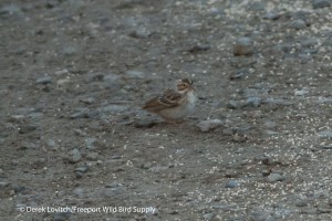 c -CCSP,Monhegan,9-27-13
