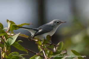 d -DSC_0020_BGGN1,Monhegan,9-28-13