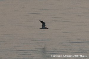 DSC_0021_BLSK1,SandyPoint,10-4-13