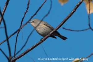 DSC_0044_AUWA,FortFoster,10-27-13