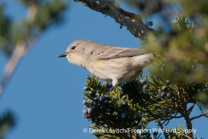 DSC_0046_AUWA3,FortFoster,10-27-13