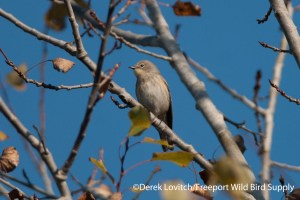 DSC_0059_AUWA1,Fort Foster,10-27-13