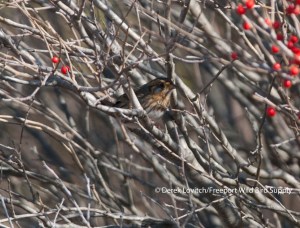 DSC_0061_SMSP1,SeapointBeach,10-27-13