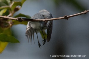 e -DSC_0016_BGGN_jumping,Monhegan,9-28-13