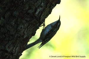 ea -DSC_0092_BRCR,Monhegan,9-29-13