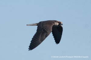 f -DSC_0105_PEFA2,Monhegan,9-28-13