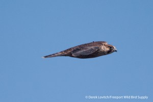 g -DSC_0124_PEFA3,Monhegan,9-28-13