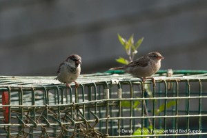 h -HOSPpair,Monhegan,9-29-13