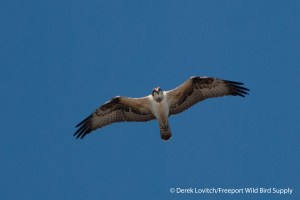 j -DSC_0053_OSPR1,Monhegan,9-26-13