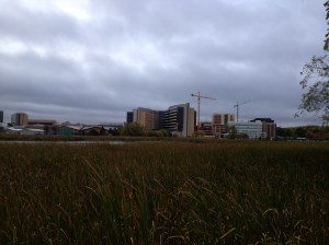 k 1918 Marsh, Madison