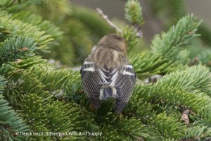 l -DSC_0134_ultra-paleBLBW2,Monhegan,9-28-13