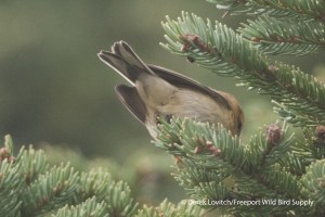 m -DSC_0155_ultra-paleBLBW3,Monhegan,9-28-13