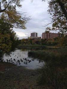 p Loring Park, MN
