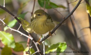 BLPW,SheridanStreet,Portland,11-3-14