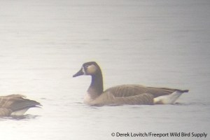CANGhybrid1,LakeAuburn,12-2-13