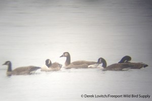 CANGhybrid2,LakeAuburn,12-2-13