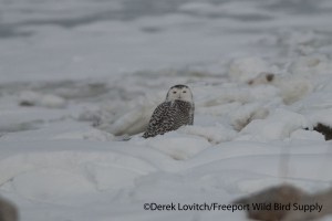 DSC_0025_SNOW1,Back Cove,12-19-13