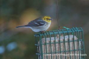 DSC_0033_HEWA1,12-12-13_edited-1