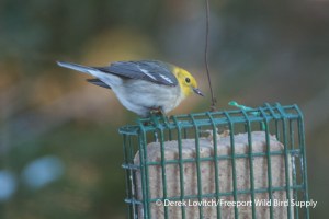 DSC_0037_HEWA4,12-12-13_edited-1