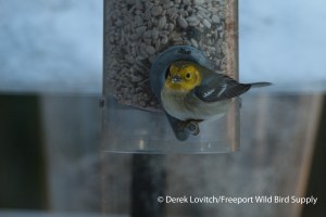 DSC_0040_HEWA2,12-12-13_edited-1