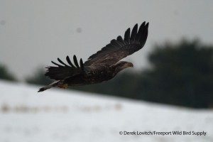 DSC_0051_2nd-3rdBAEA,HatchHill,12-20-13_edited-1