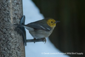 DSC_0052_HEWA6,12-12-13_edited-1