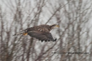 DSC_0053_2nd-3rdBAEA,HatchHill,12-20-13