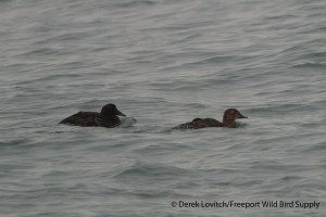 DSC_0054_henKIEIwithCOEI1,HamptonHarbor,12-1-13_edited-1