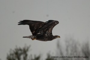 DSC_0058_2nd-3rdBAEA,HatchHillLandfill,12-20-13