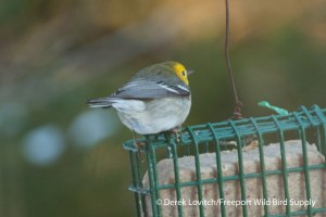 DSC_0060_HEWA5,12-12-13_edited-1