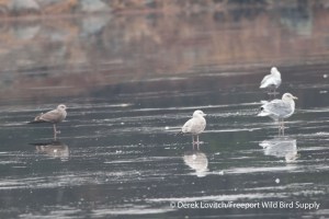 DSC_0086_NEGUwithsmallHERG,EelPond,12-1-13