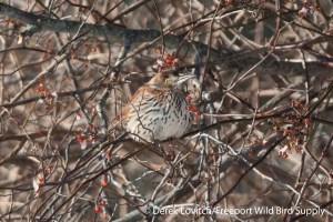 DSC_0115_BRTH,WellsSewerage_12-16-13