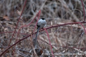 DSC_0233_FTFL1,Lyme,CT_edited-1