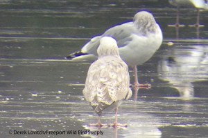 IMG_1961_gull_facingaway