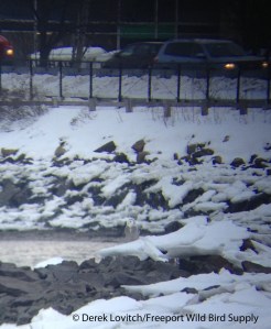 IMG_2121_SNOW_BackCove2,12-19-13