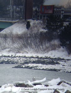 IMG_2125_SNOWatBackCove,12-19-13