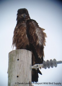 IMG_2141_1stCBAEA,PinePoint,12-19-13