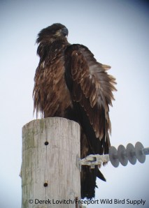 IMG_2148_1stCBaldEagle, PinePt, 12-19-13