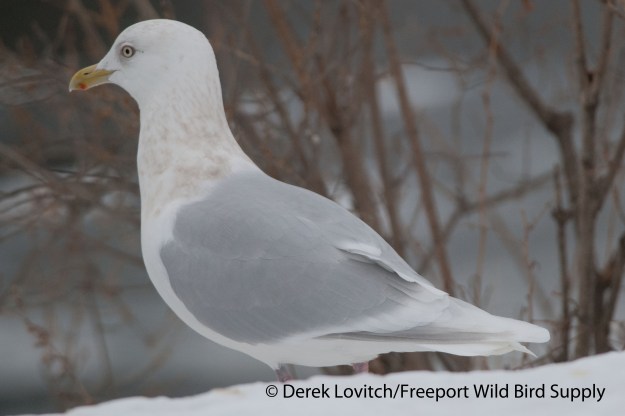 DSC_0020_WestbrookICGU-ad3,1-27-14