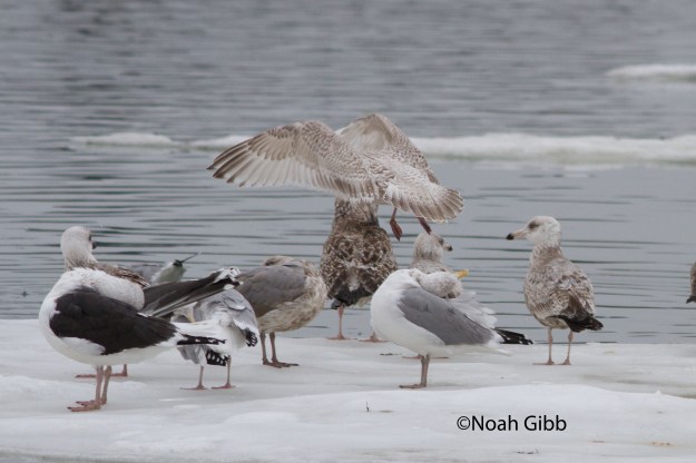 99.IMG_9985_edited-1