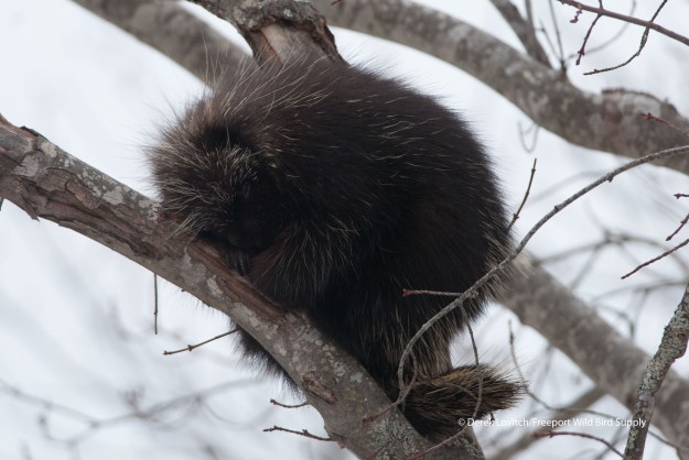 DSC_0031_Porcupine1a,TwoLightsSP,2-23-14