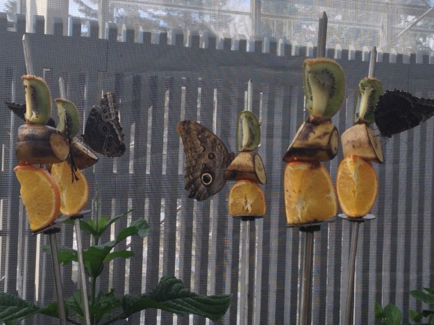 12. NHOW-phonescoped1a,3-9-14 (16)