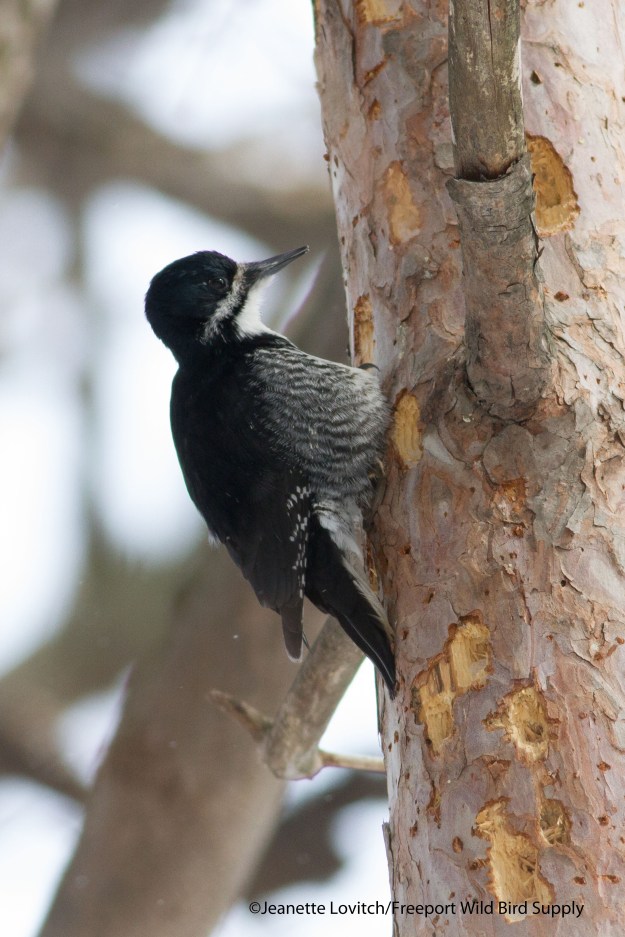25. NHOW-phonescoped1a,3-9-14 (13)