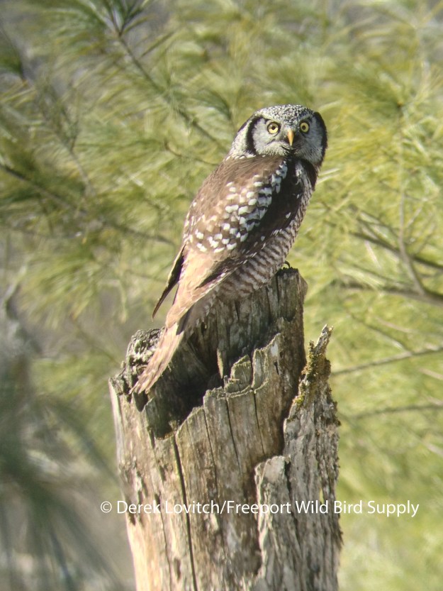3. NHOW-phonescoped1a,3-9-14 (1)