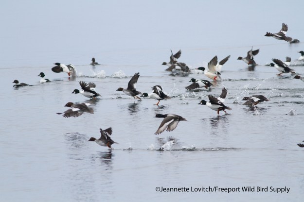 6. NHOW-phonescoped1a,3-9-14 (25)