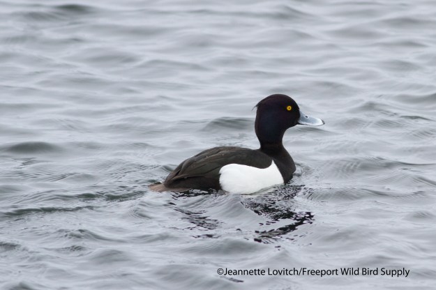 7. NHOW-phonescoped1a,3-9-14 (11)