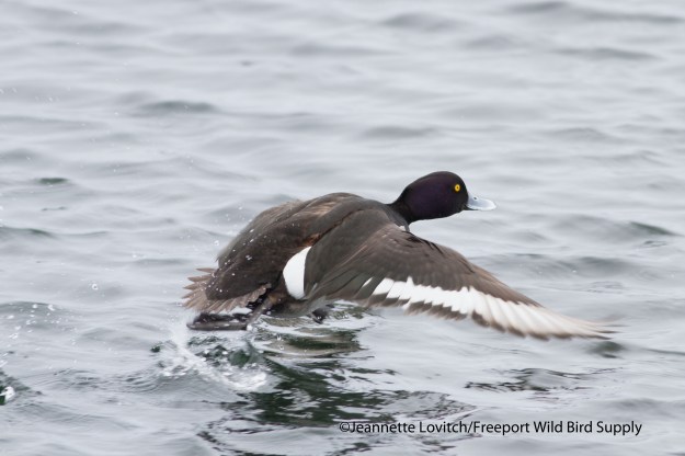 8. NHOW-phonescoped1a,3-9-14 (12)