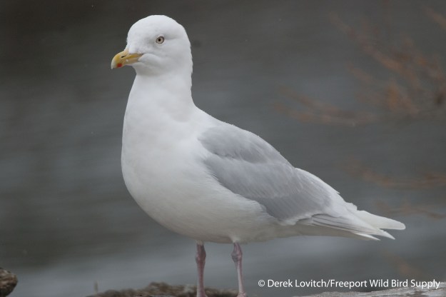 DSC_0001_Westie1_edited-1